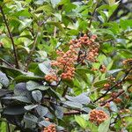 Davilla nitida Meyve