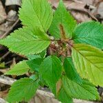 Panax quinquefolius Leaf