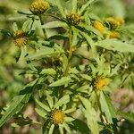 Bidens radiata अन्य