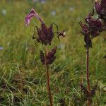 Pedicularis porrecta