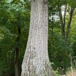 Quercus shumardii Bark