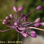 Allium coloratum Frukto