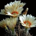 Echinocereus papillosus Flors