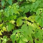 Actaea racemosa Hoja