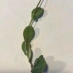 Coronilla scorpioides Leaf