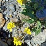 Brassica repanda Fiore