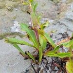 Solidago sempervirens Folla