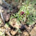 Allium vinealeFlor