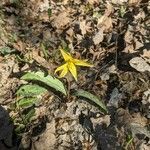 Erythronium rostratum Kukka