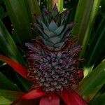 Ananas comosus 果