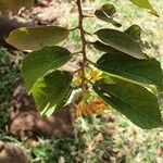 Grewia trichocarpa Hoja