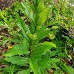 Silphium asteriscus Leaf