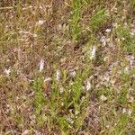 Verbena simplex Buveinė