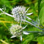 Eryngium planum Flower