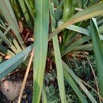 Phormium tenax Deilen