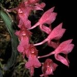 Rodriguezia lanceolata Flower