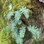 Polypodium interjectum ഇല