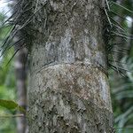 Bactris gasipaes Écorce