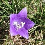 Campanula herminii Квітка