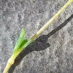 Silene sericea Leaf