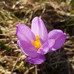 Crocus flavus Blomma