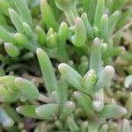 Delosperma cooperi Folha