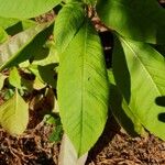 Phytolacca americanaBlatt