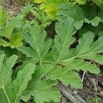 Heracleum sosnowskyi पत्ता