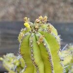 Euphorbia cooperi Flor