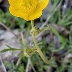 Ranunculus paludosus Flor