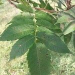 Rhus glabra Hoja