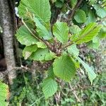 Corylus avellanaLeaf