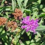 Gutenbergia cordifolia Flor