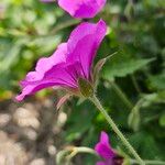 Geranium psilostemon Blomma