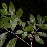 Adelia triloba List