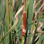 Typha orientalis 果