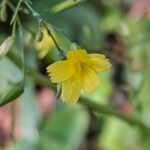 Lactuca muralis Flower