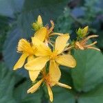 Hypericum hirsutum Fula