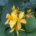 Hypericum hirsutum Flower