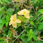 Barleria eranthemoides Blomst