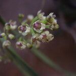 Polystachya fusiformis Flower