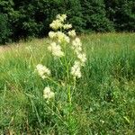 Thalictrum lucidum Blodyn