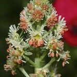 Reseda odorata Flower