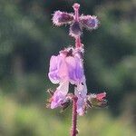 Orthosiphon rubicundus Flower