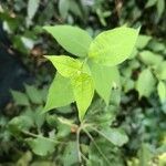 Philadelphus coronariusLeaf