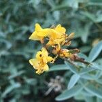 Adenocarpus anagyrifolius Flower