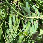Muscari comosum Leaf