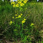 Euphorbia esula 整株植物