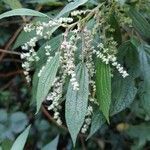 Gesnouinia arborea Flower