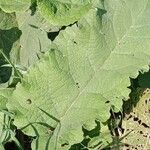 Arctium nemorosum Feuille